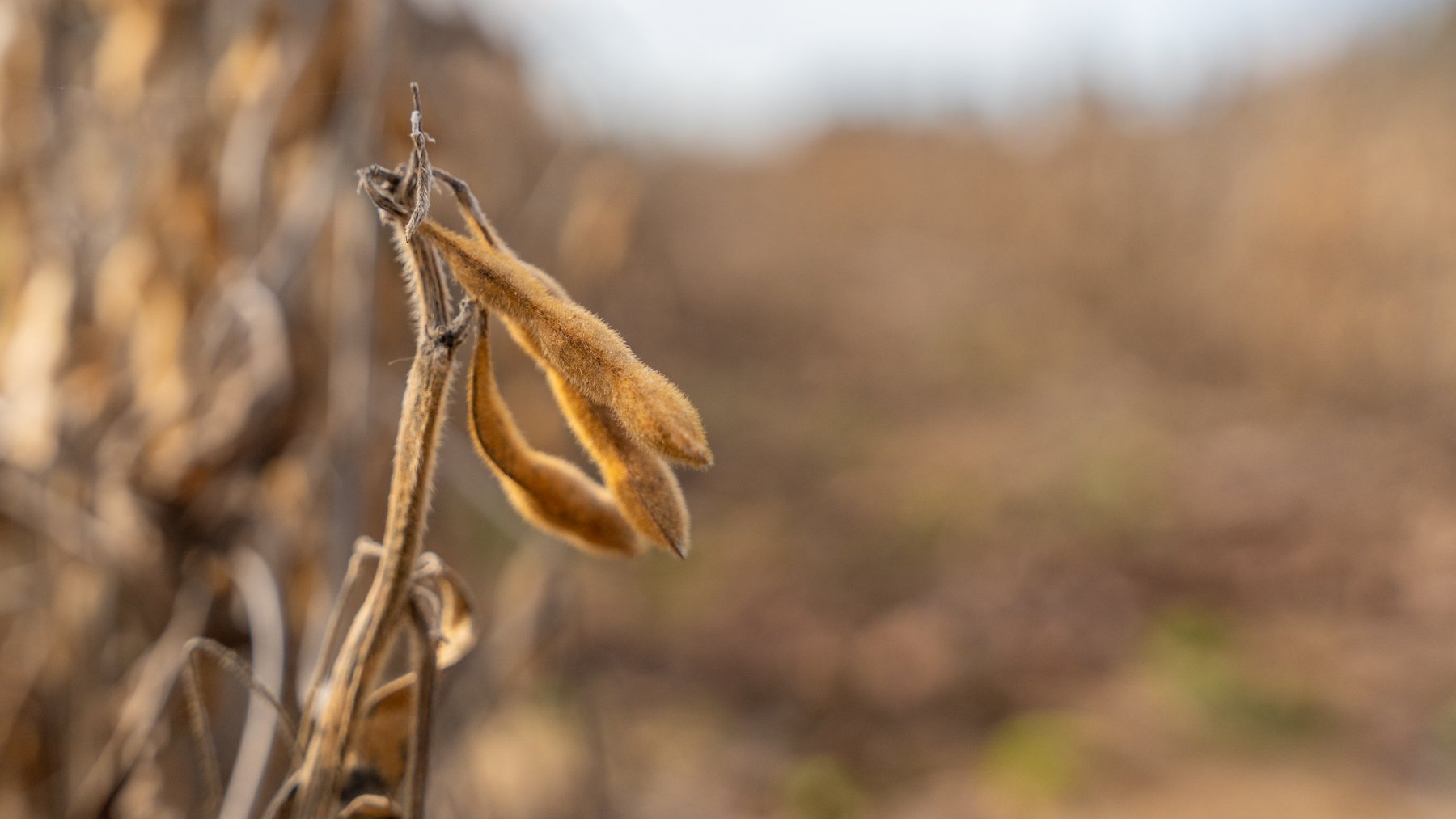Image for RESERVE MET! 65+/- Acres - Row Crop Farmland Opportunity - Berrien County, Georgia