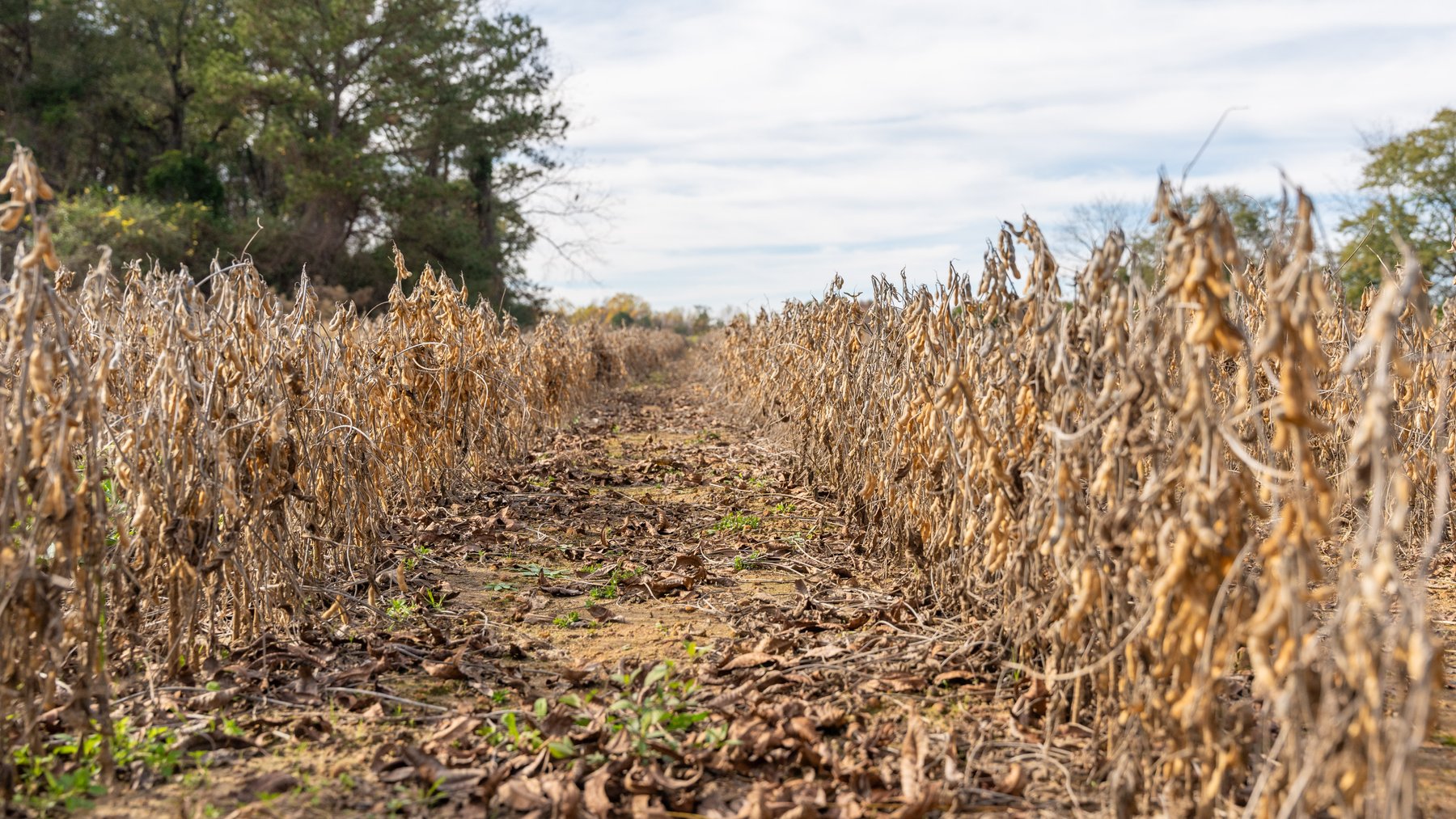 Image for RESERVE MET! 65+/- Acres - Row Crop Farmland Opportunity - Berrien County, Georgia