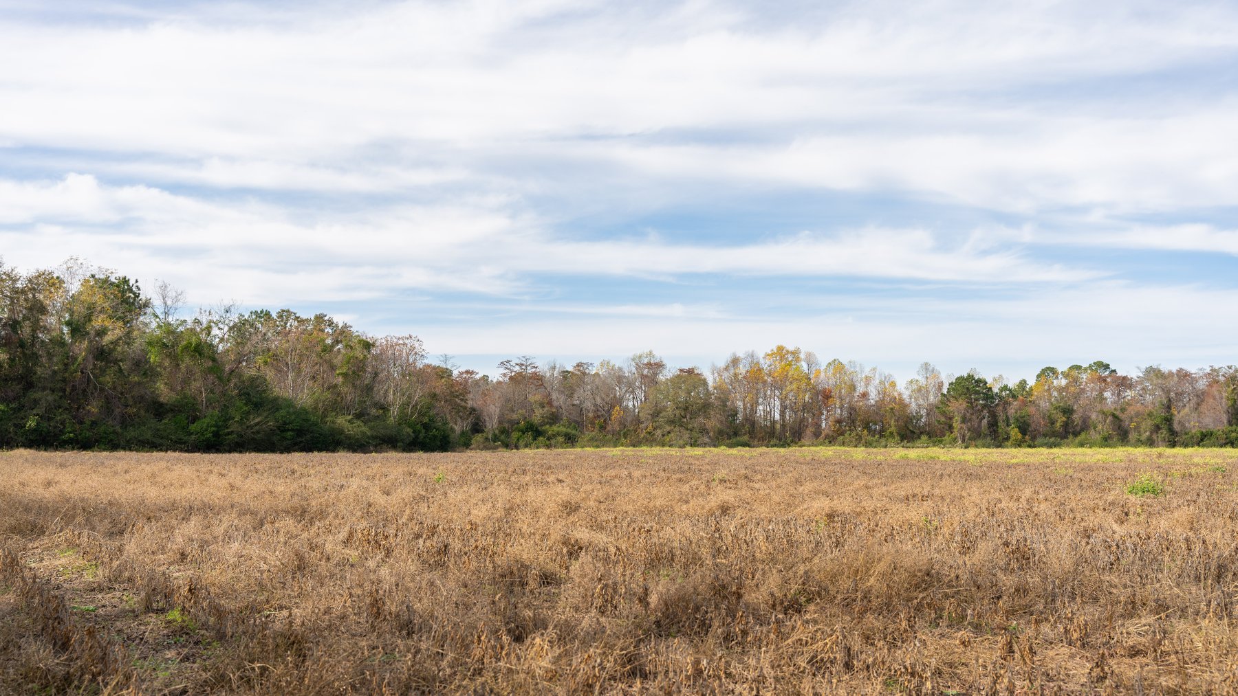Image for RESERVE MET! 65+/- Acres - Row Crop Farmland Opportunity - Berrien County, Georgia