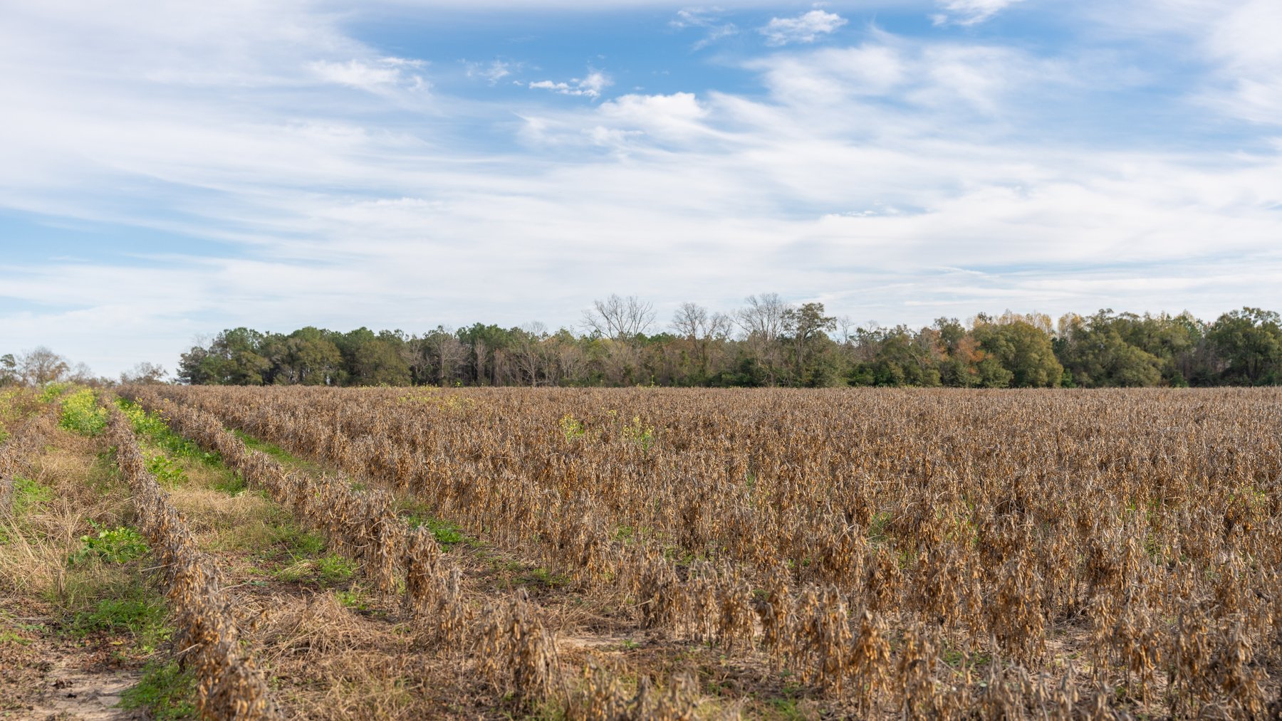 Image for RESERVE MET! 65+/- Acres - Row Crop Farmland Opportunity - Berrien County, Georgia
