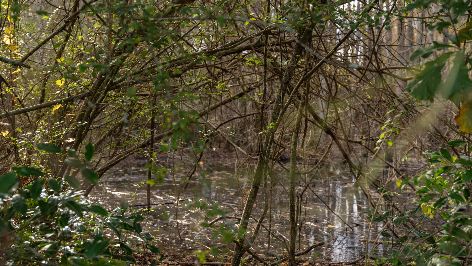 Image for RESERVE MET! 65+/- Acres - Row Crop Farmland Opportunity - Berrien County, Georgia