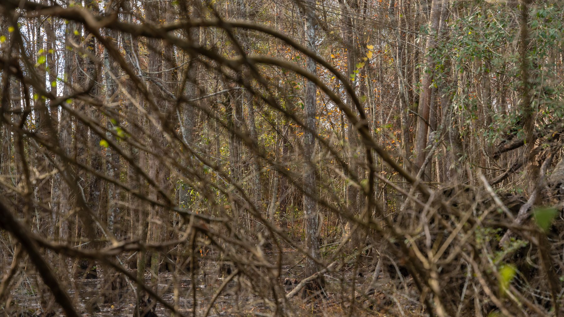 Image for RESERVE MET! 65+/- Acres - Row Crop Farmland Opportunity - Berrien County, Georgia