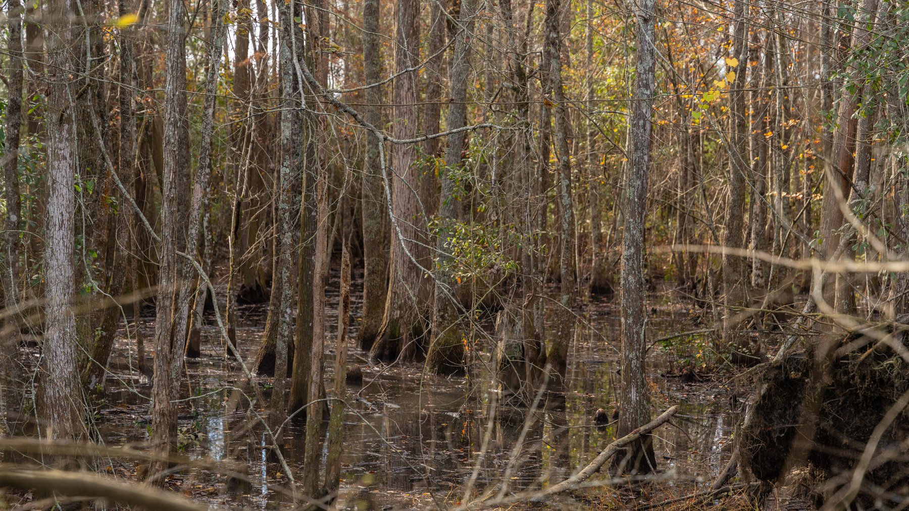 Image for RESERVE MET! 65+/- Acres - Row Crop Farmland Opportunity - Berrien County, Georgia