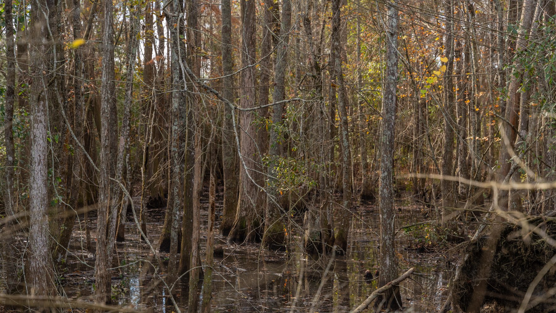 Image for RESERVE MET! 65+/- Acres - Row Crop Farmland Opportunity - Berrien County, Georgia