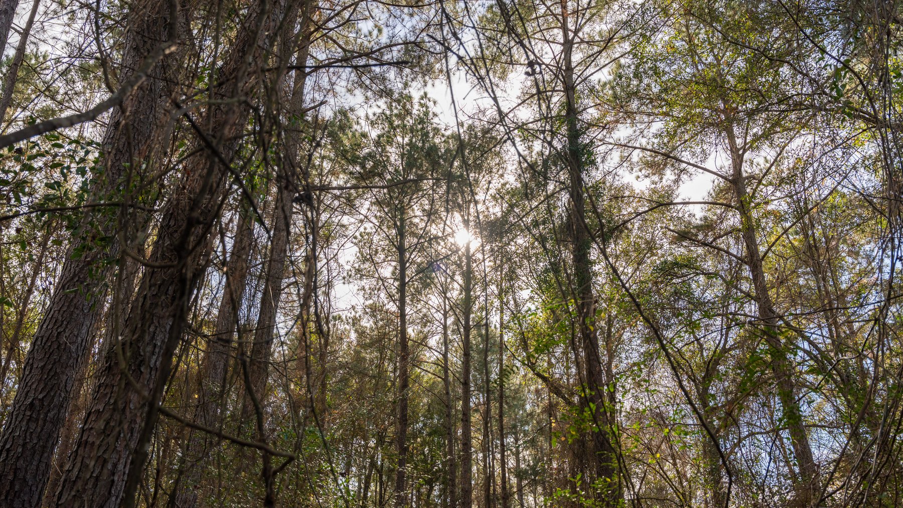 Image for RESERVE MET! 65+/- Acres - Row Crop Farmland Opportunity - Berrien County, Georgia