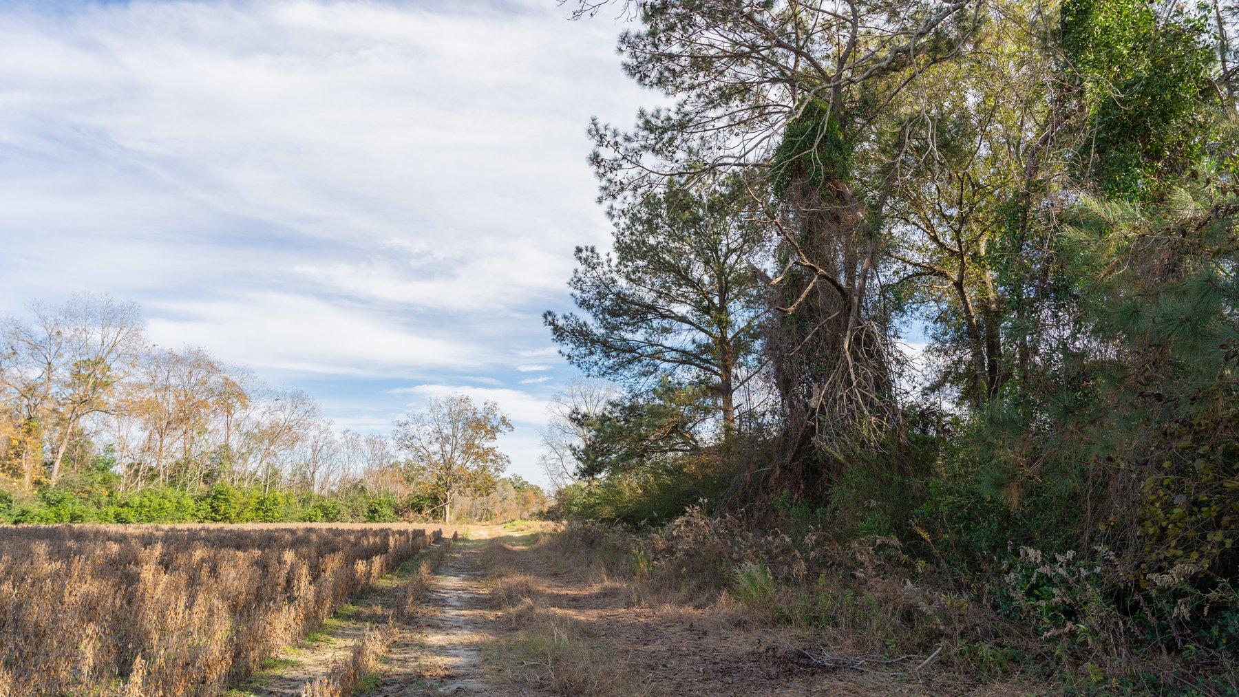 Image for RESERVE MET! 65+/- Acres - Row Crop Farmland Opportunity - Berrien County, Georgia