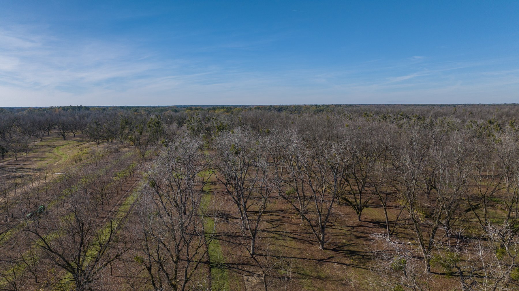 Image for 175+/- Acres - Cecil Tara Grove - Turn-Key Pecan Operation