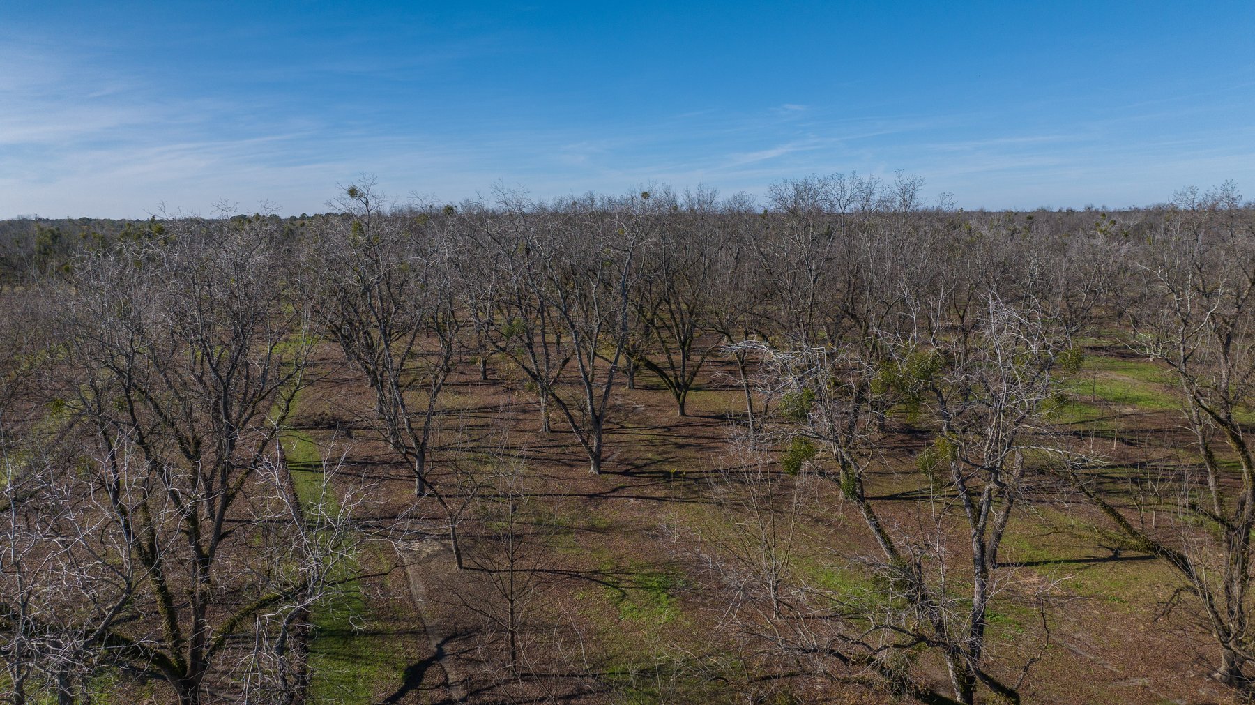 Image for 175+/- Acres - Cecil Tara Grove - Turn-Key Pecan Operation