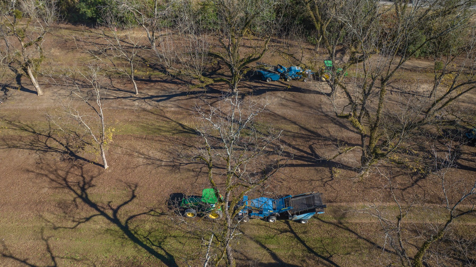 Image for 175+/- Acres - Cecil Tara Grove - Turn-Key Pecan Operation