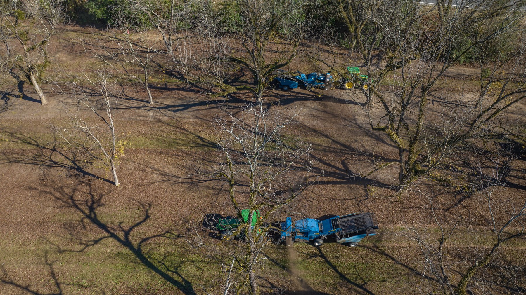 Image for 175+/- Acres - Cecil Tara Grove - Turn-Key Pecan Operation
