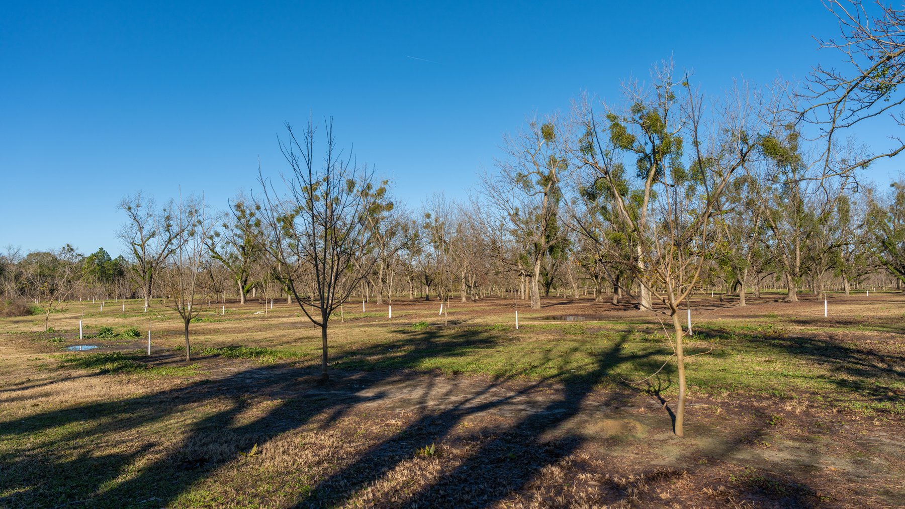 Image for 175+/- Acres - Cecil Tara Grove - Turn-Key Pecan Operation
