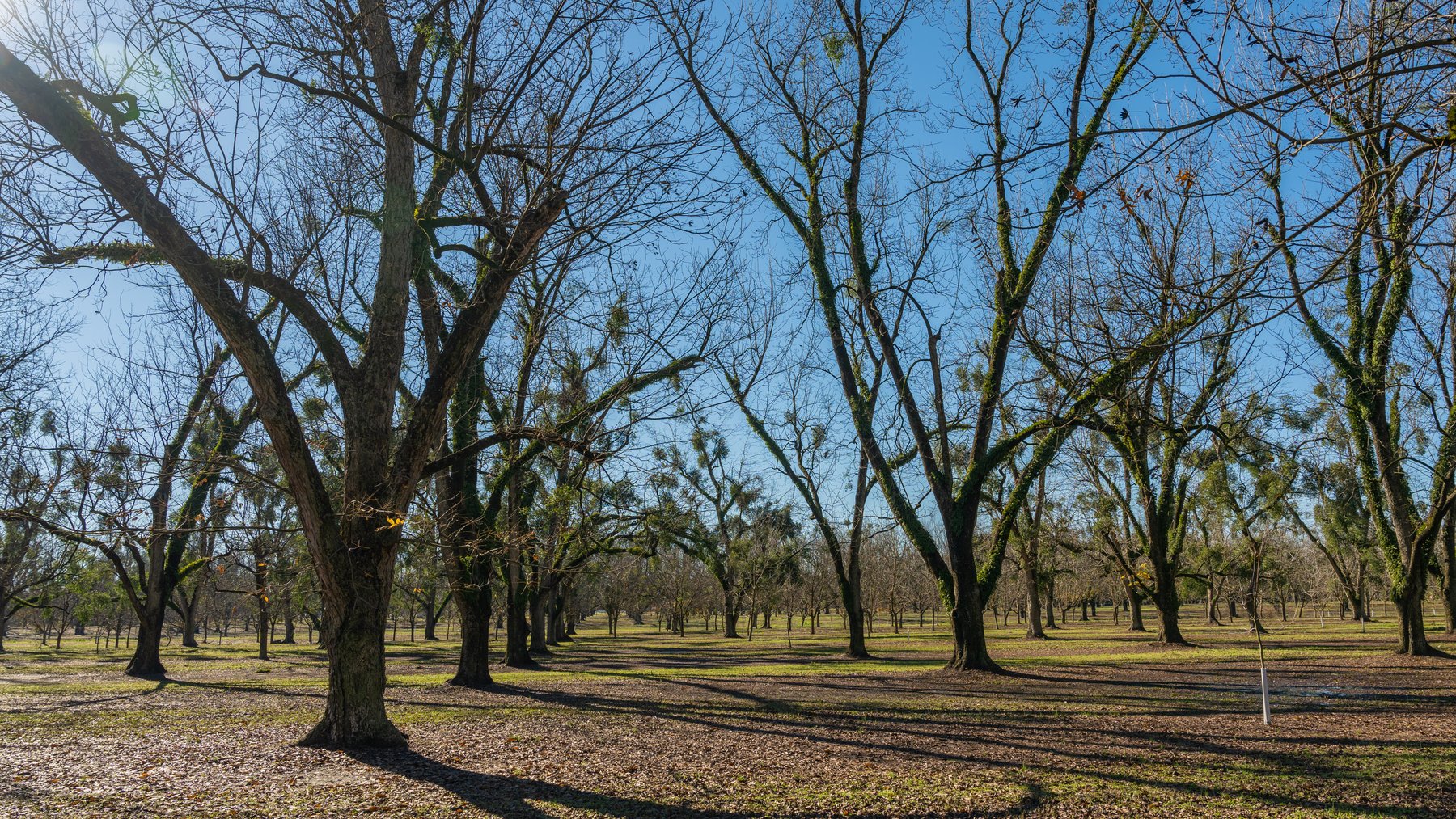 Image for 175+/- Acres - Cecil Tara Grove - Turn-Key Pecan Operation