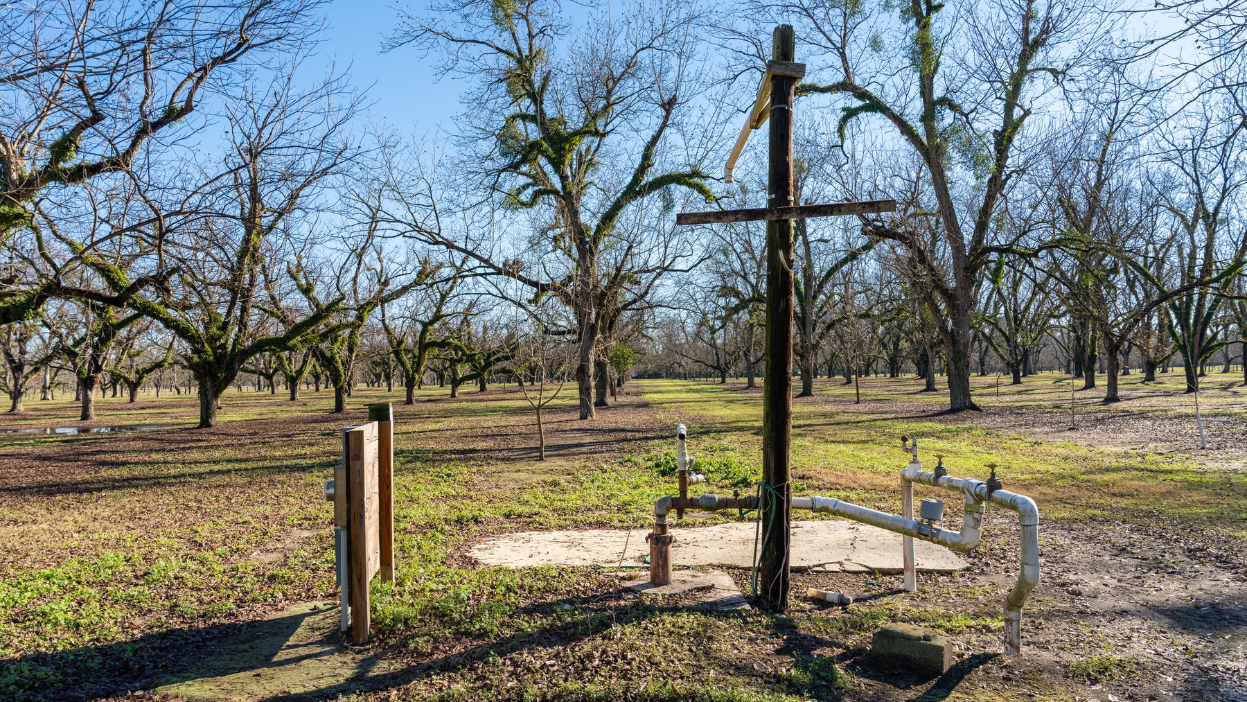 Image for 175+/- Acres - Cecil Tara Grove - Turn-Key Pecan Operation