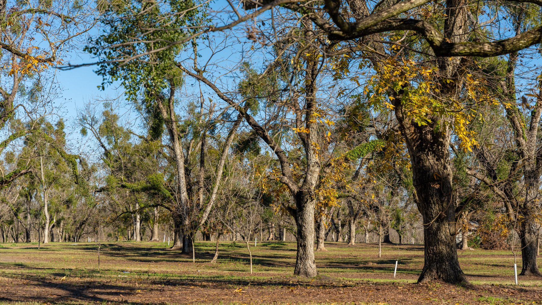 Image for 175+/- Acres - Cecil Tara Grove - Turn-Key Pecan Operation