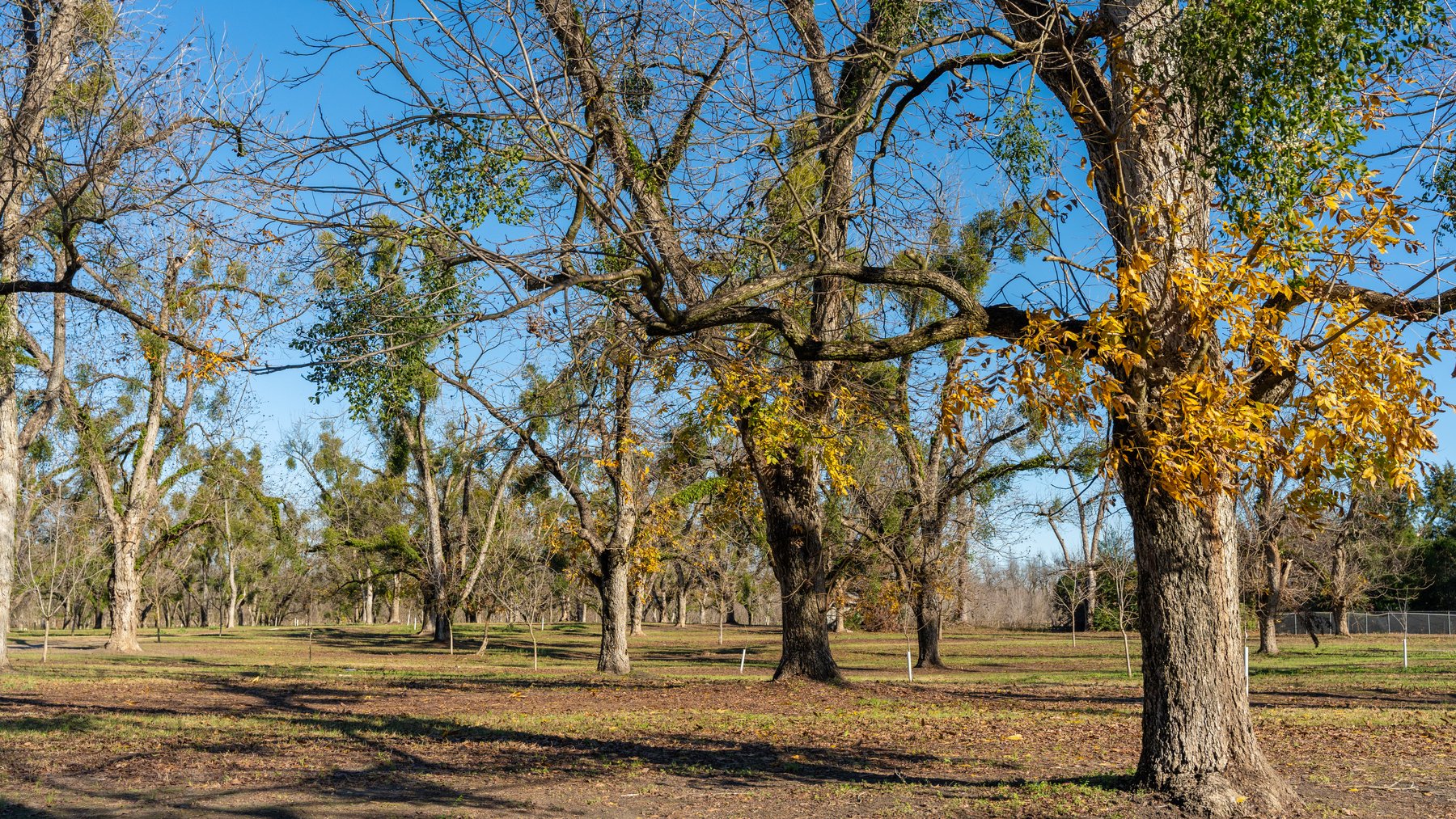 Image for 175+/- Acres - Cecil Tara Grove - Turn-Key Pecan Operation