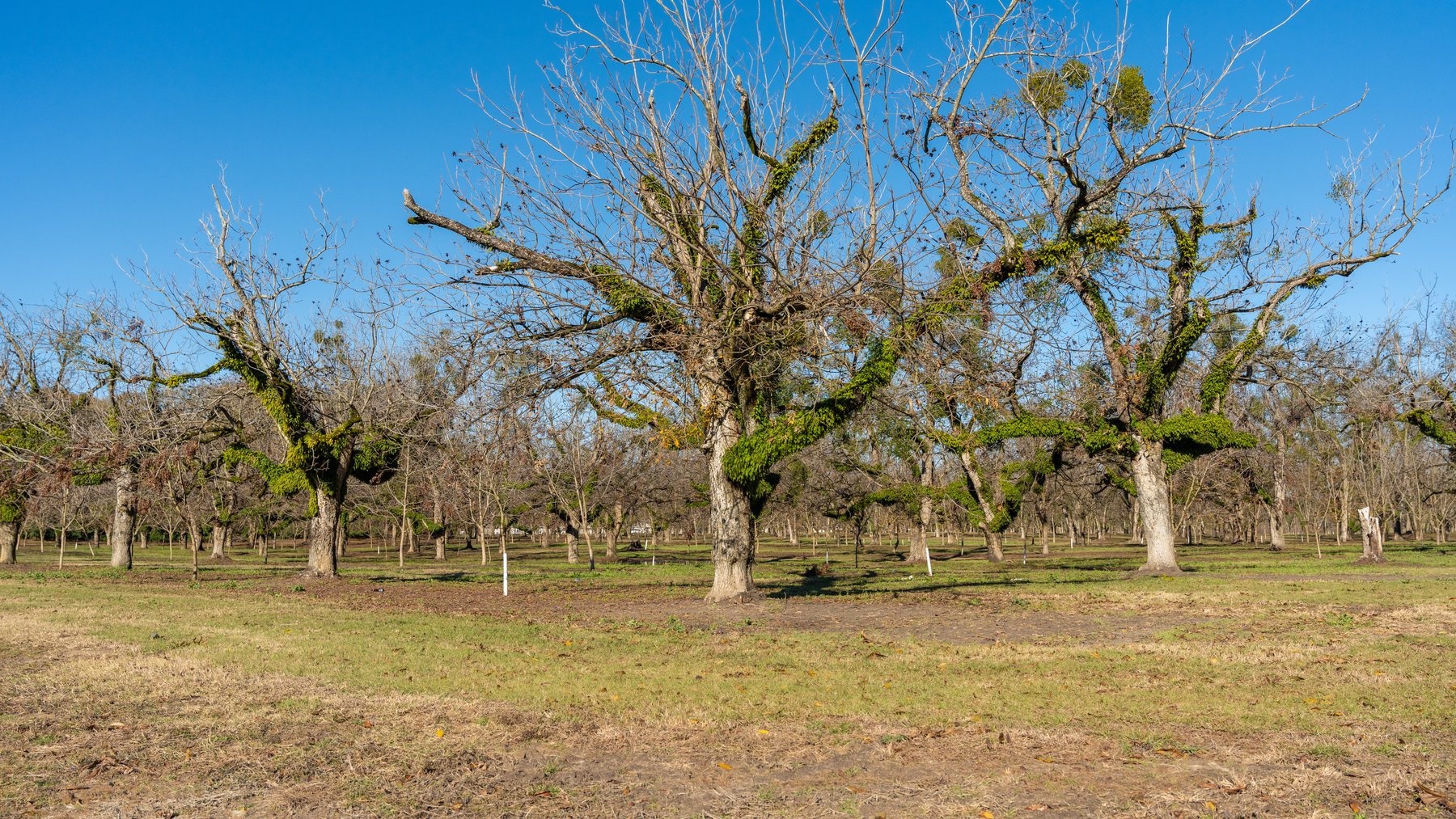Image for 175+/- Acres - Cecil Tara Grove - Turn-Key Pecan Operation
