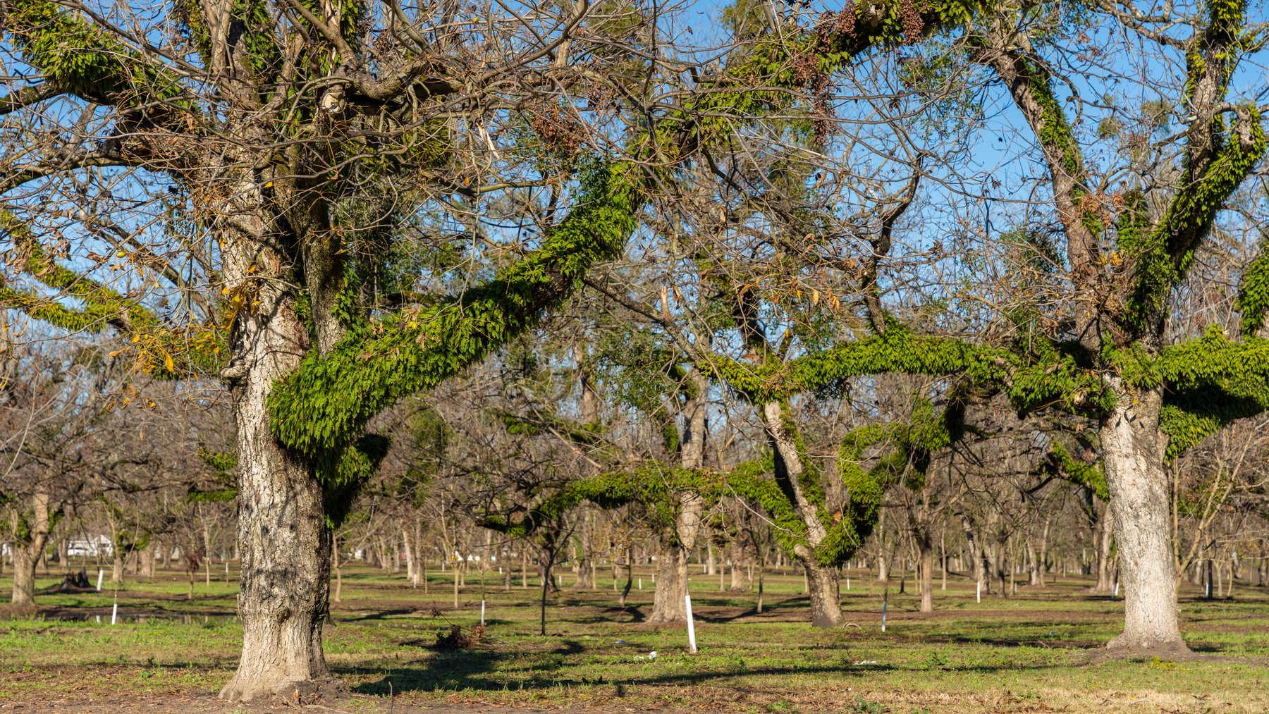 Image for 175+/- Acres - Cecil Tara Grove - Turn-Key Pecan Operation