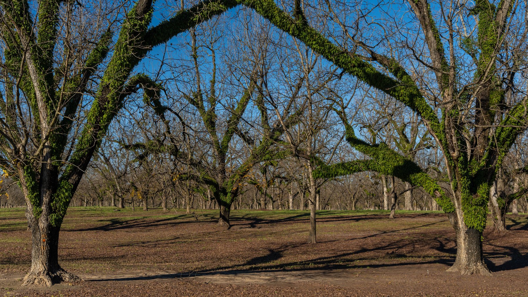 Image for 175+/- Acres - Cecil Tara Grove - Turn-Key Pecan Operation