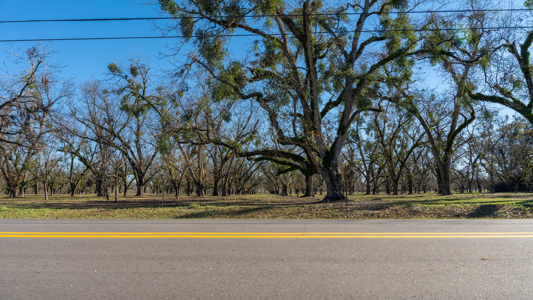 Image for 175+/- Acres - Cecil Tara Grove - Turn-Key Pecan Operation