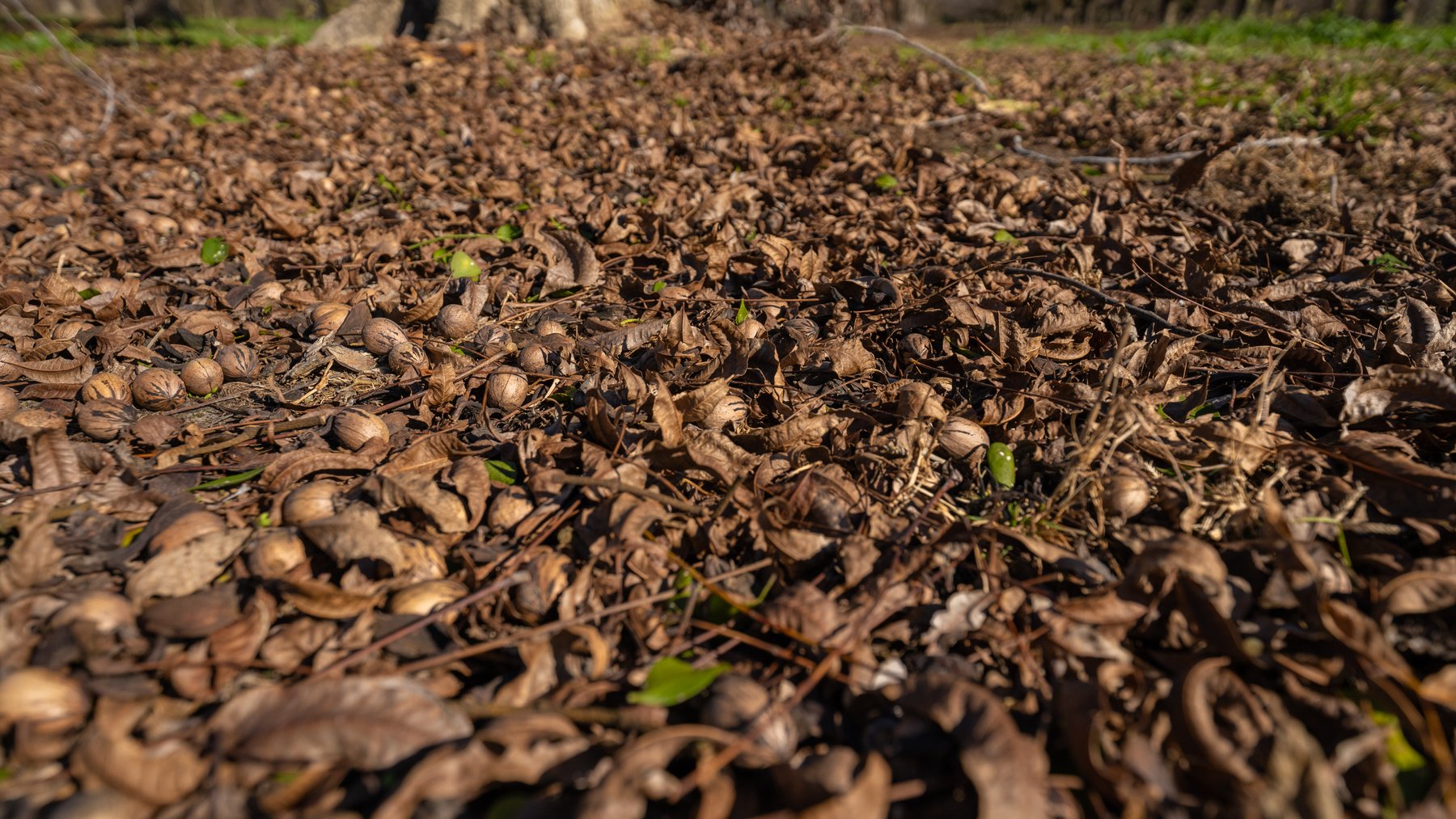 Image for 175+/- Acres - Cecil Tara Grove - Turn-Key Pecan Operation