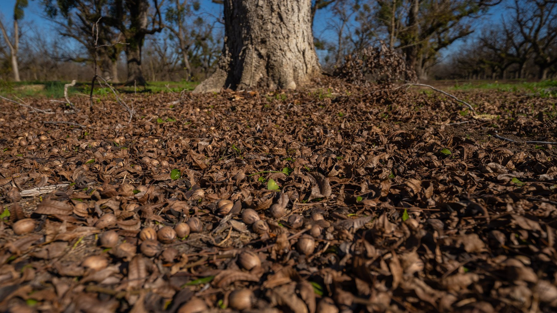 Image for 175+/- Acres - Cecil Tara Grove - Turn-Key Pecan Operation
