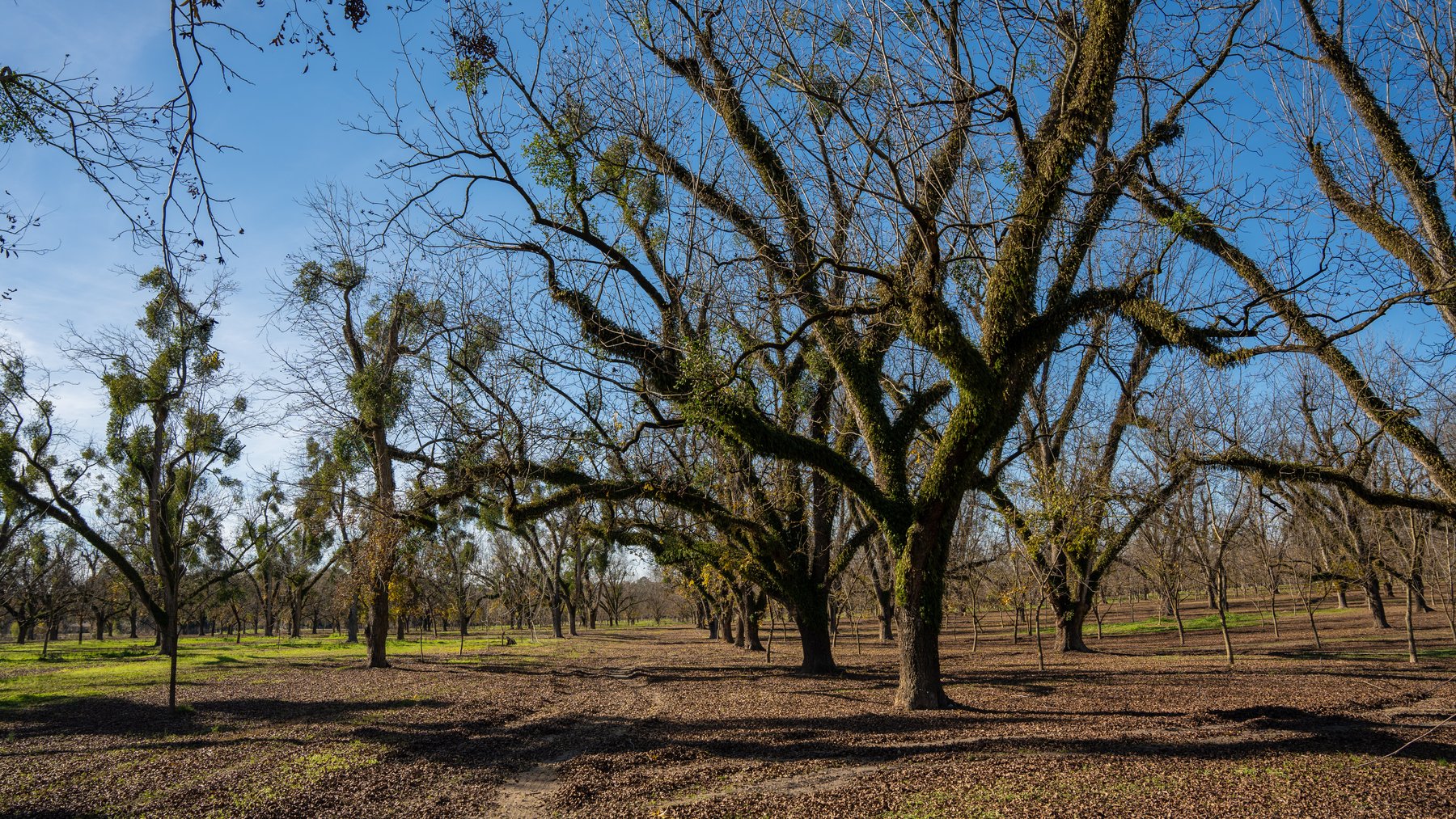 Image for 175+/- Acres - Cecil Tara Grove - Turn-Key Pecan Operation