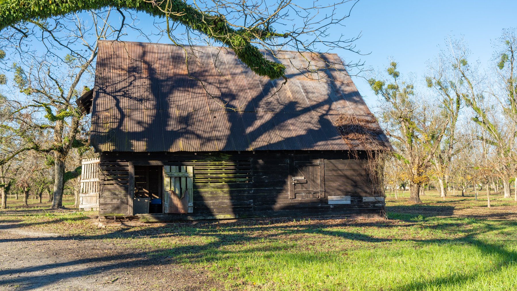 Image for 175+/- Acres - Cecil Tara Grove - Turn-Key Pecan Operation