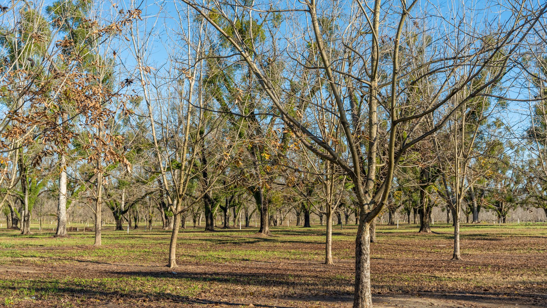 Image for 175+/- Acres - Cecil Tara Grove - Turn-Key Pecan Operation