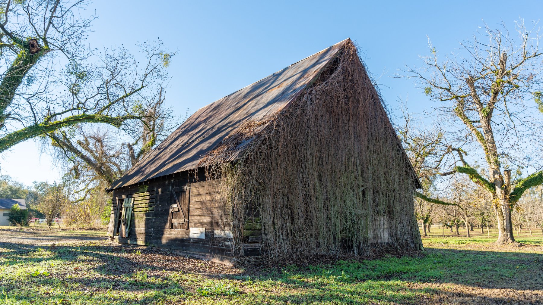 Image for 175+/- Acres - Cecil Tara Grove - Turn-Key Pecan Operation