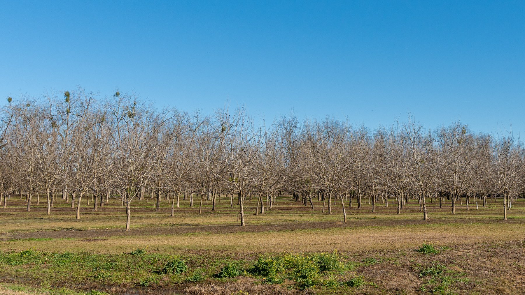 Image for 175+/- Acres - Cecil Tara Grove - Turn-Key Pecan Operation