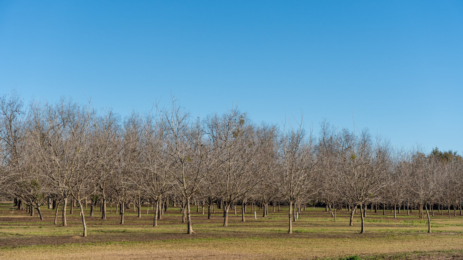 Image for 175+/- Acres - Cecil Tara Grove - Turn-Key Pecan Operation
