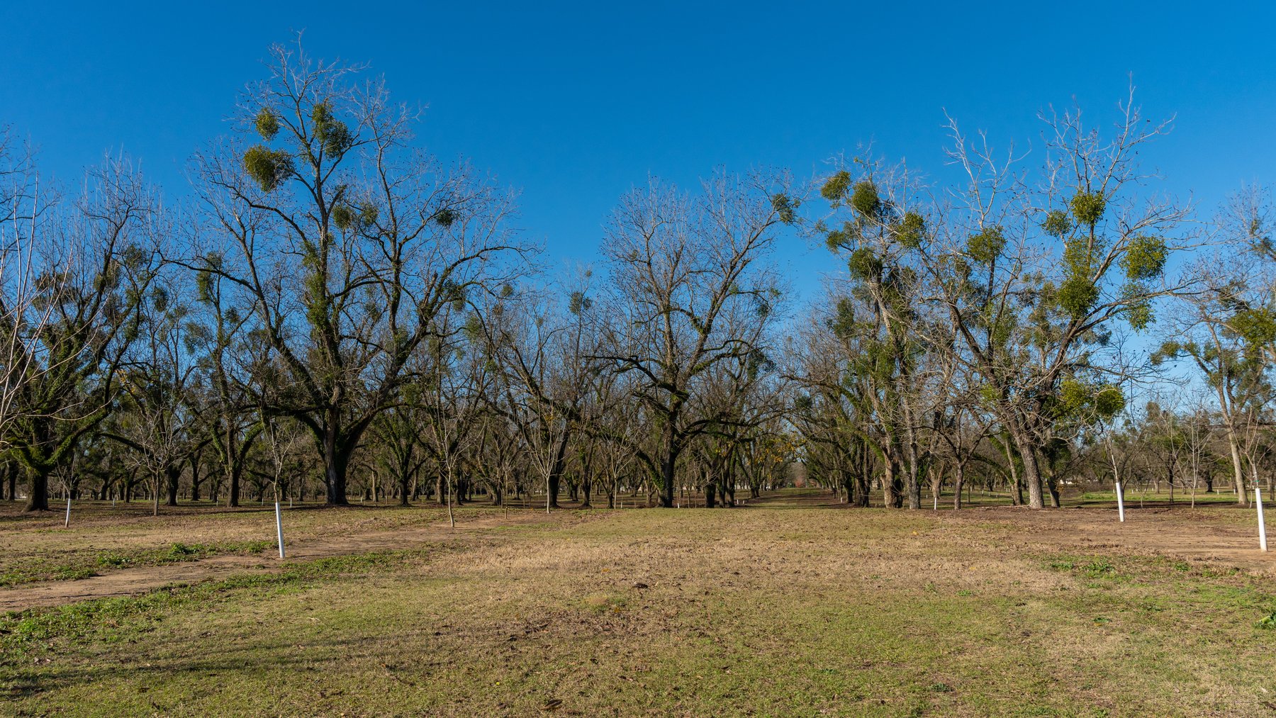 Image for 175+/- Acres - Cecil Tara Grove - Turn-Key Pecan Operation