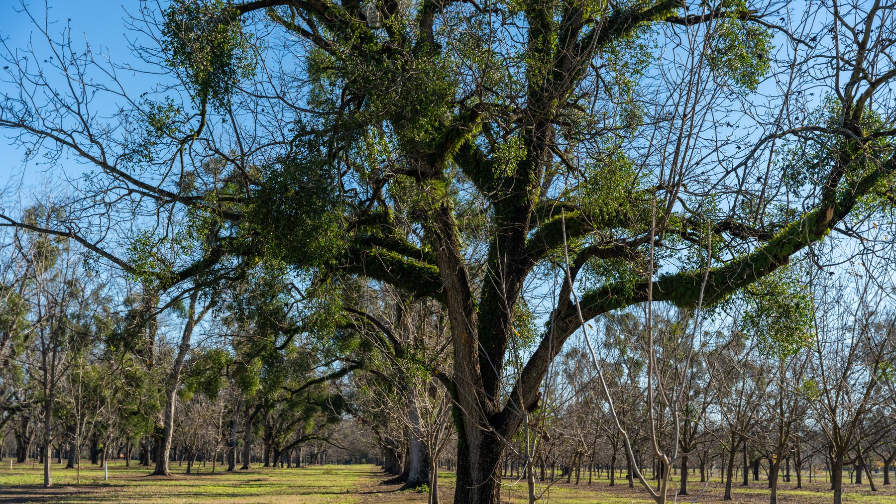 Image for 175+/- Acres - Cecil Tara Grove - Turn-Key Pecan Operation