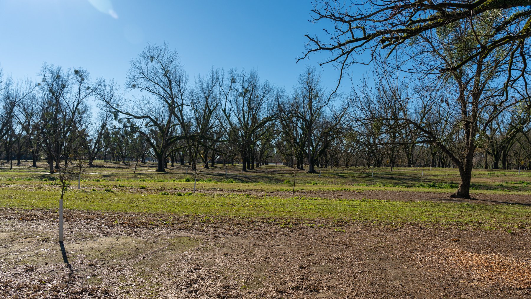 Image for 175+/- Acres - Cecil Tara Grove - Turn-Key Pecan Operation