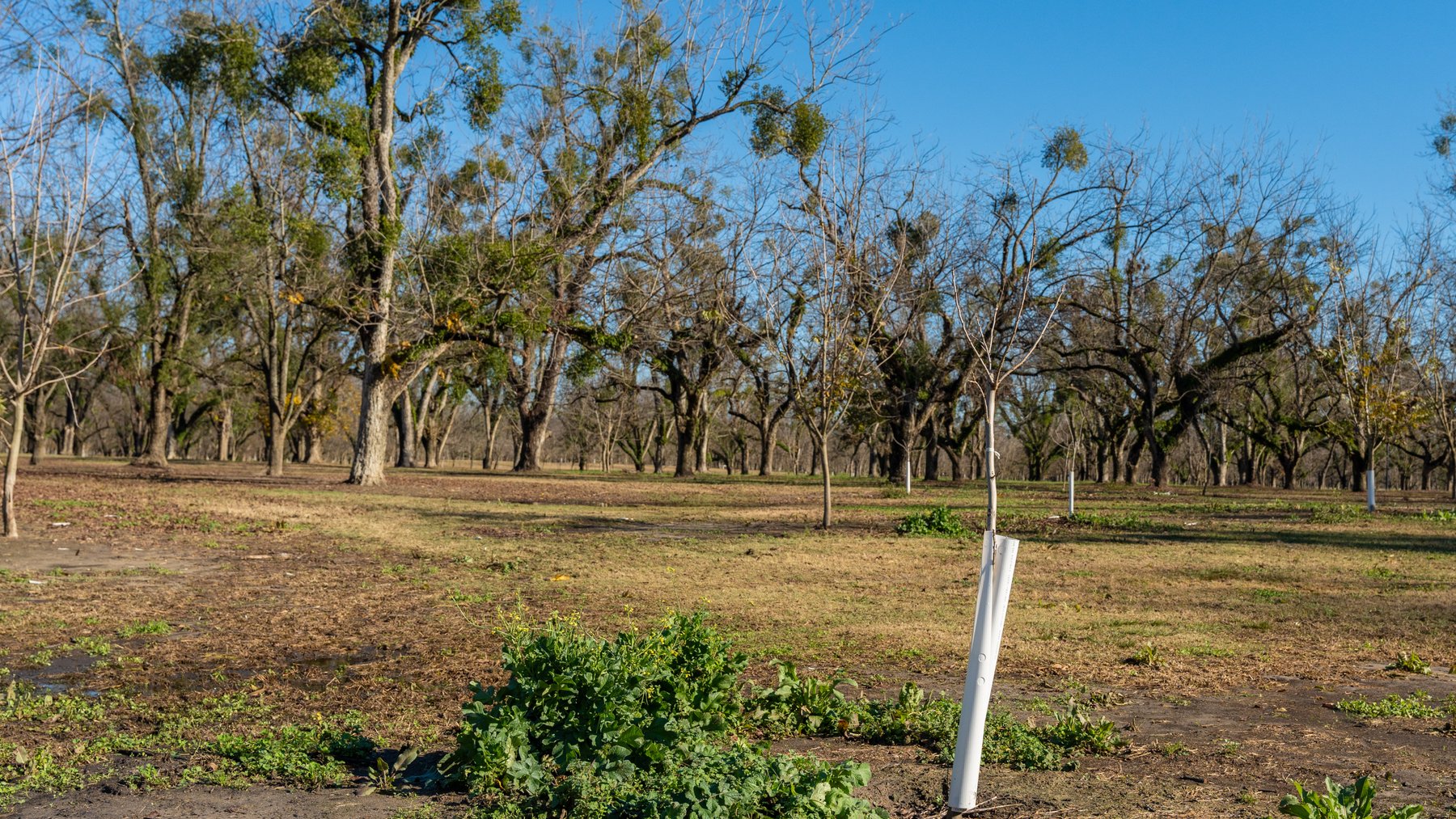 Image for 175+/- Acres - Cecil Tara Grove - Turn-Key Pecan Operation