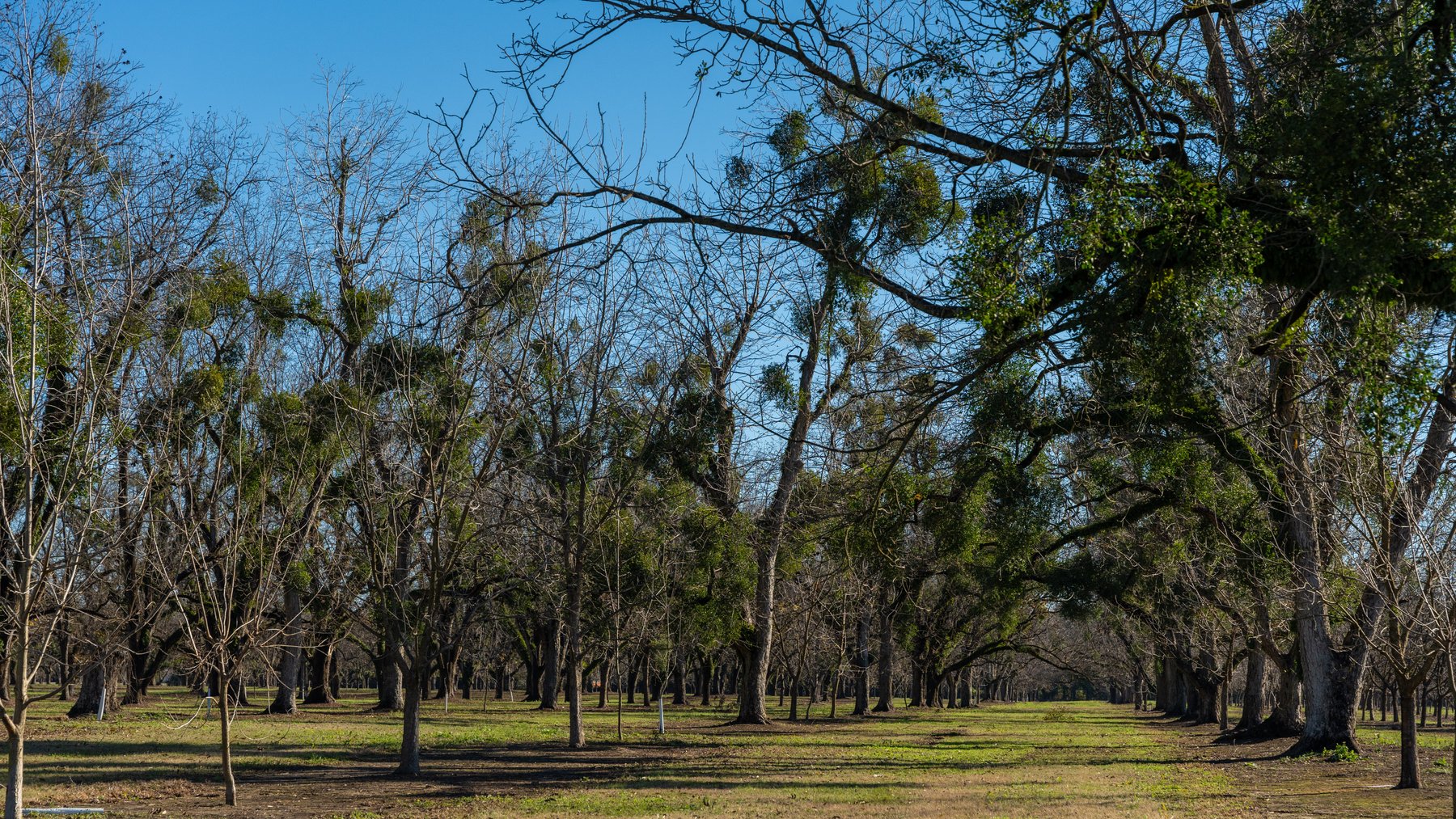 Image for 175+/- Acres - Cecil Tara Grove - Turn-Key Pecan Operation