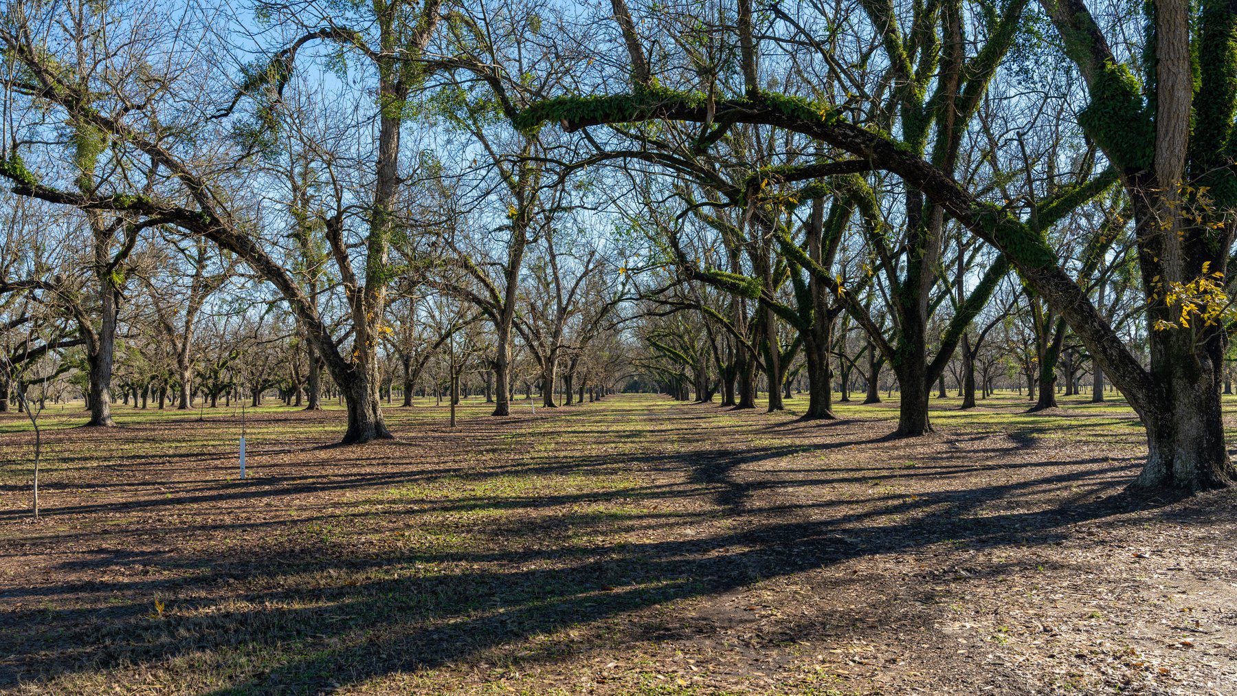 Image for 175+/- Acres - Cecil Tara Grove - Turn-Key Pecan Operation