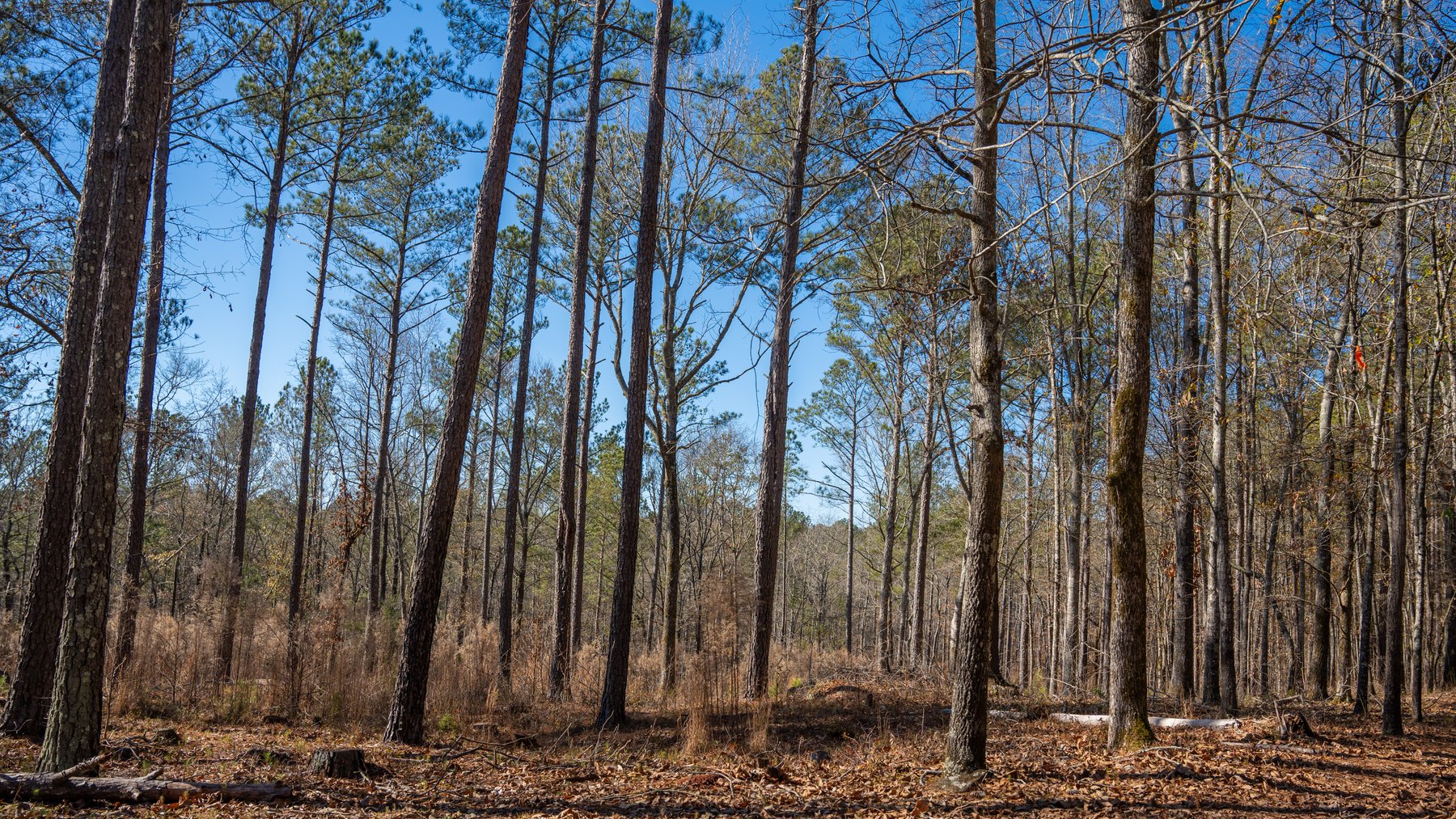 Image for Israel Creek Farms – 136+/- Acres with Custom Built Lodge