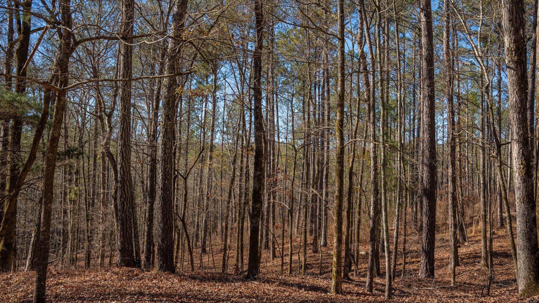 Image for Israel Creek Farms – 136+/- Acres with Custom Built Lodge