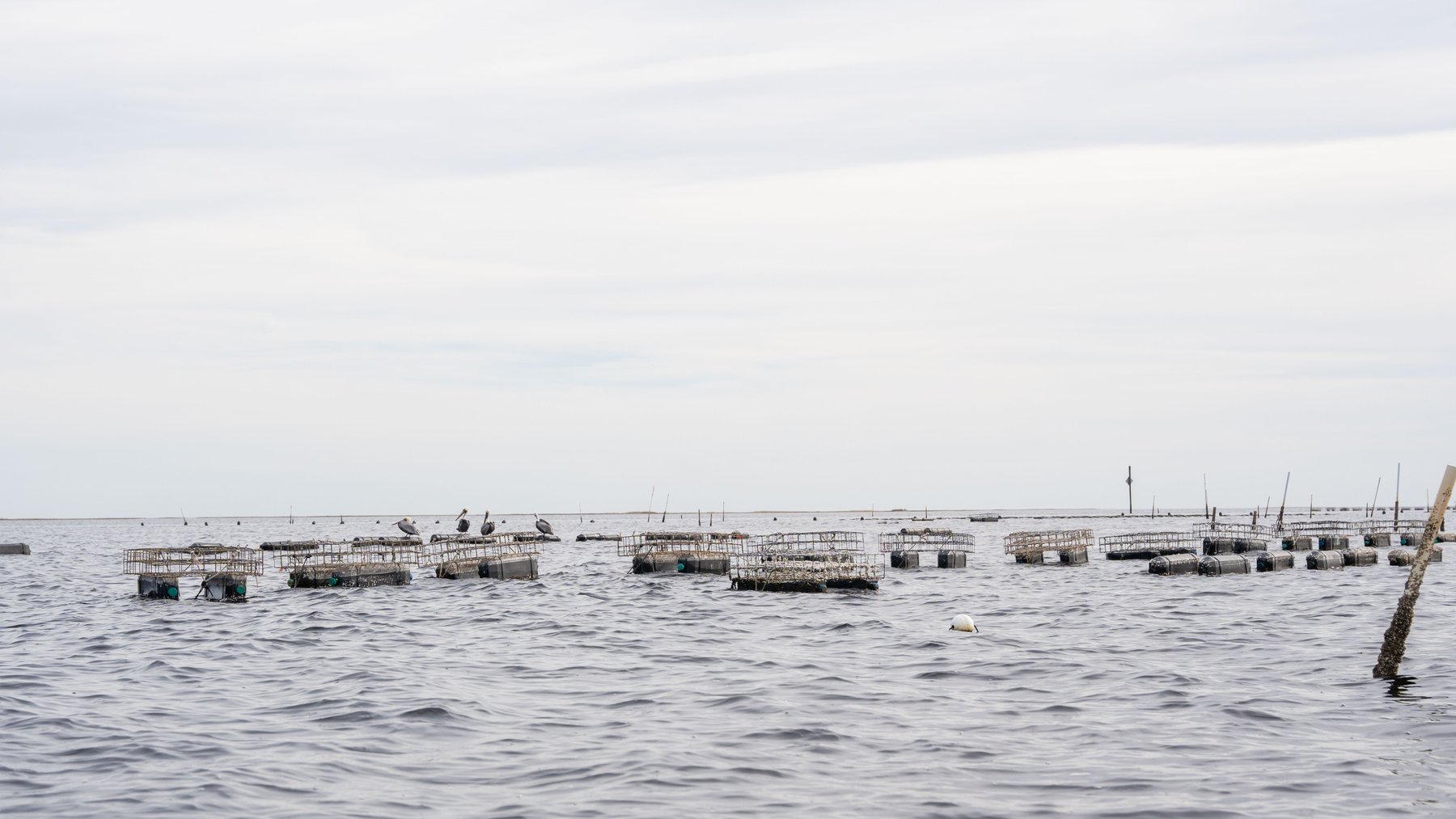 Image for 5 Aquaculture Oyster Leases in Oyster Bay, Florida
