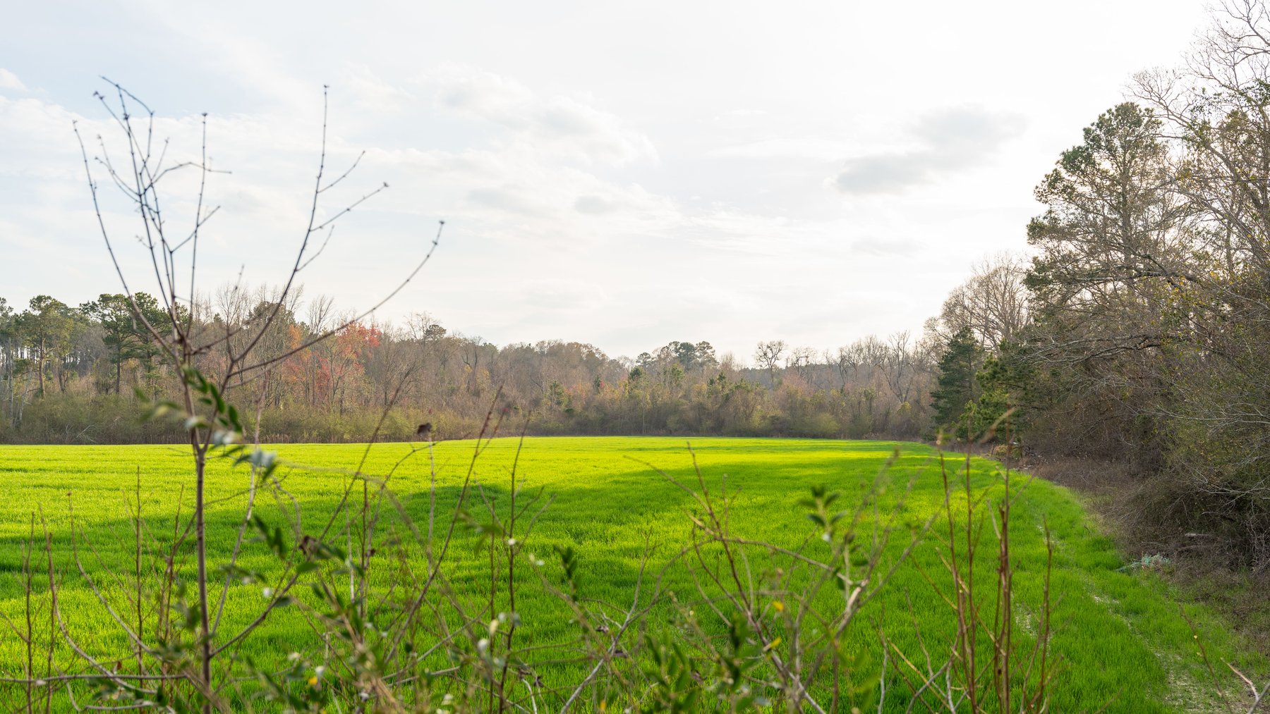 Image for The Graham Farm - 323+/- Acres - Dodge County, Georgia