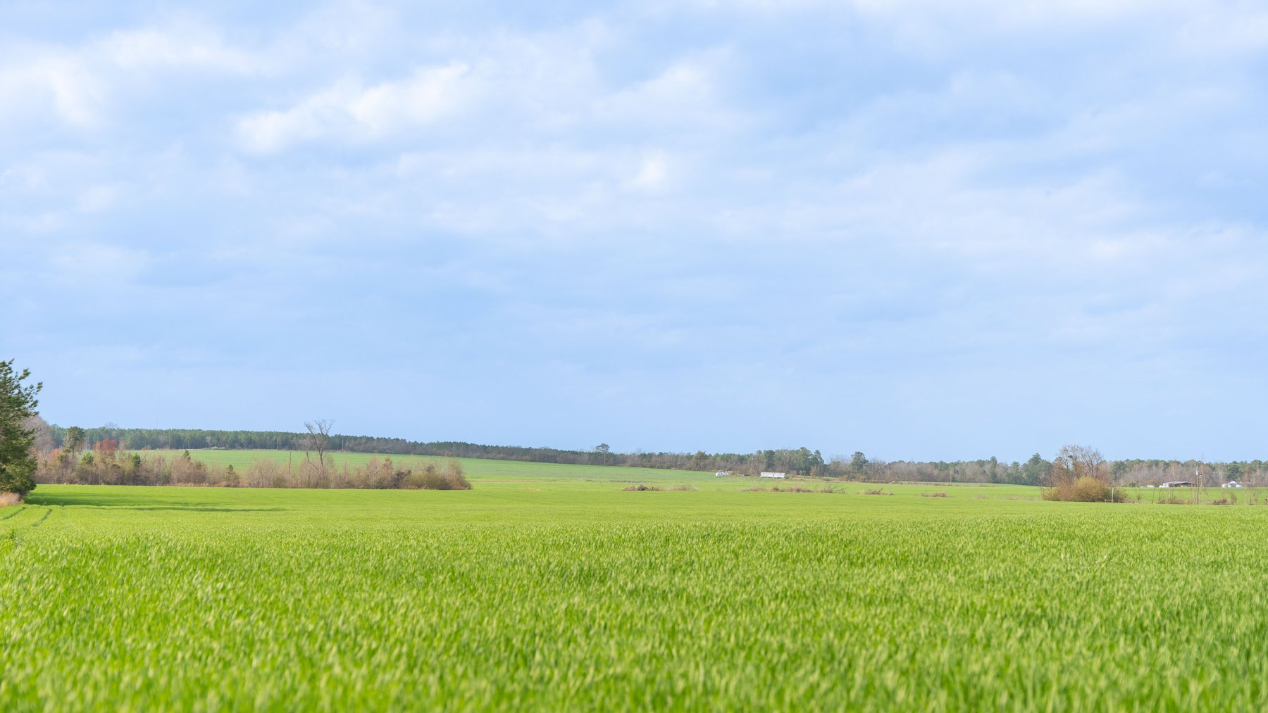 Image for The Graham Farm - 323+/- Acres - Dodge County, Georgia