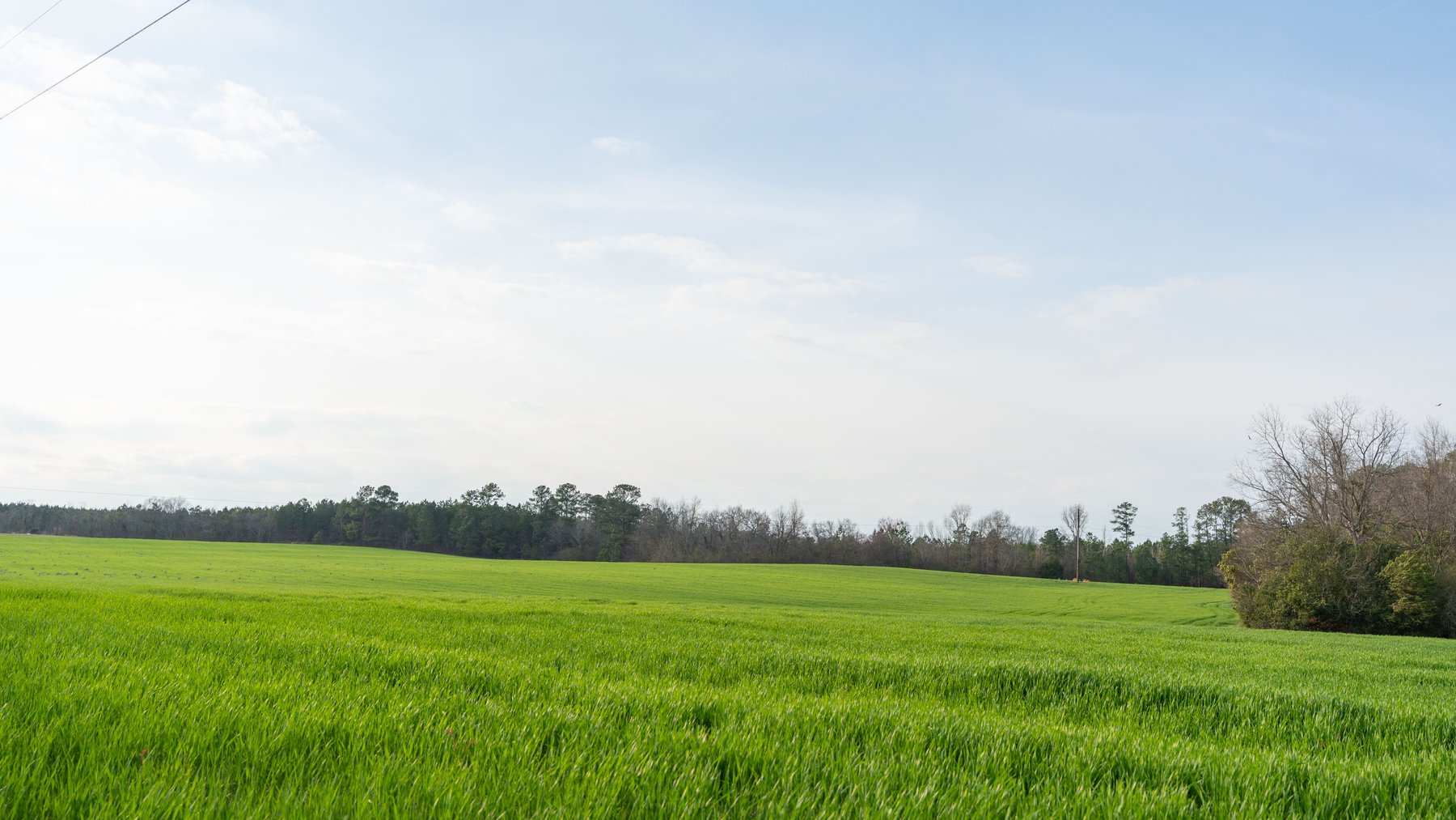 Image for The Graham Farm - 323+/- Acres - Dodge County, Georgia