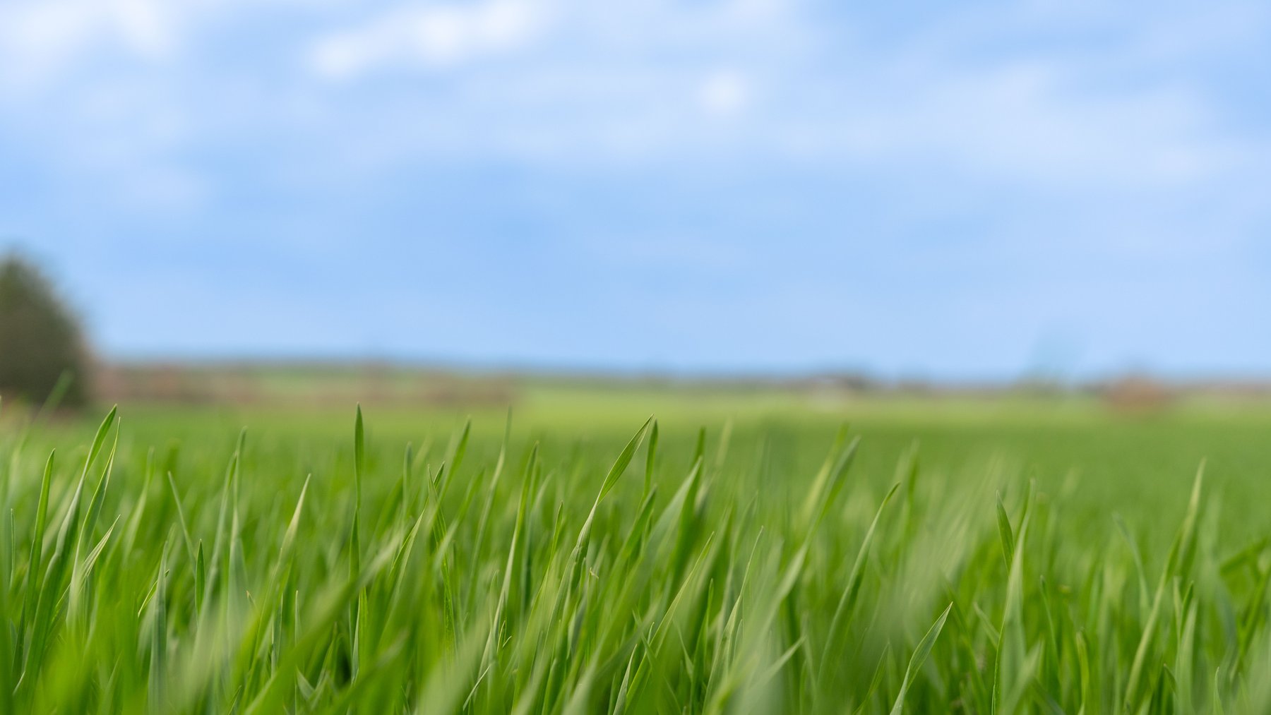 Image for The Graham Farm - 323+/- Acres - Dodge County, Georgia