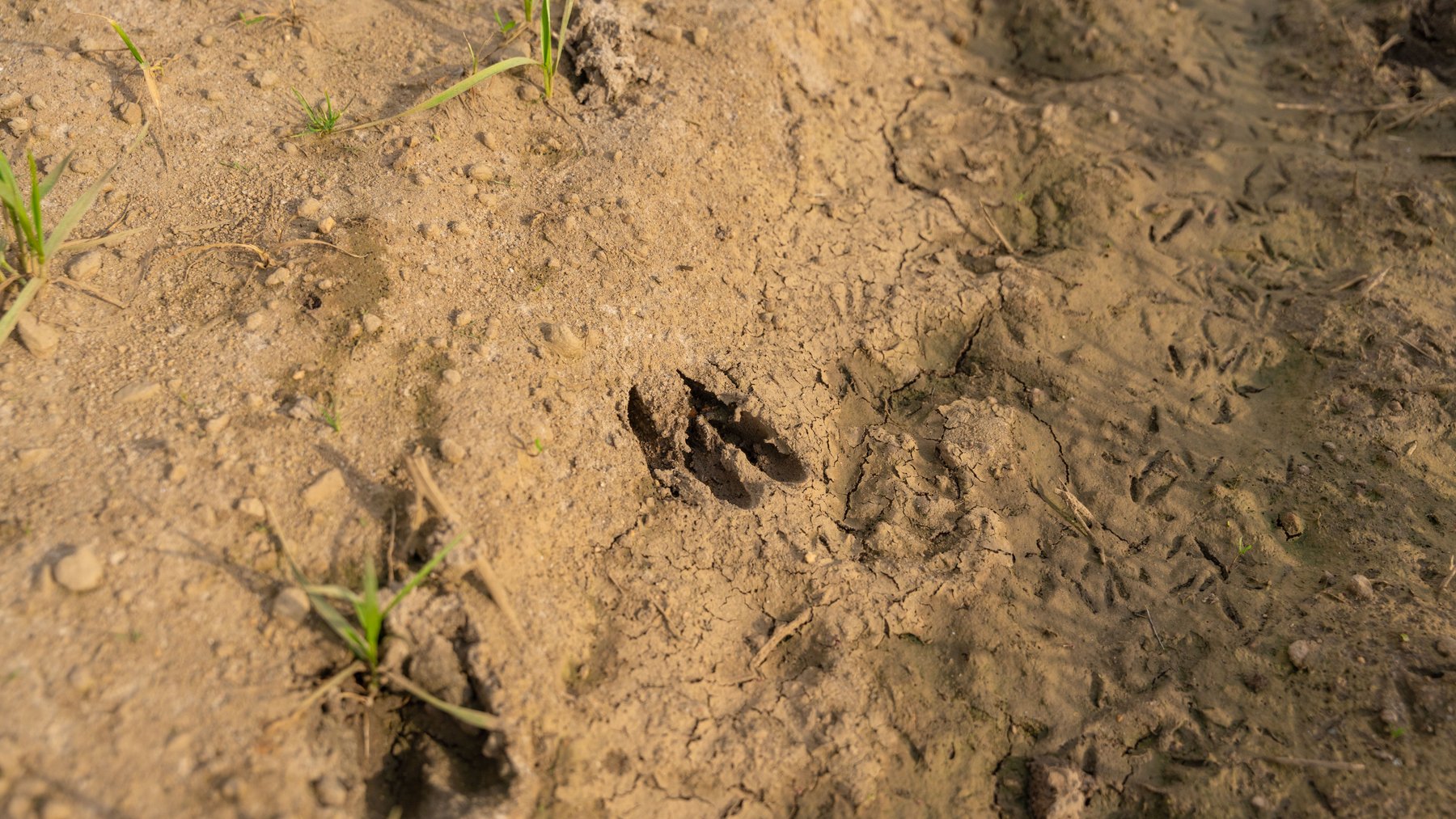 Image for The Graham Farm - 323+/- Acres - Dodge County, Georgia