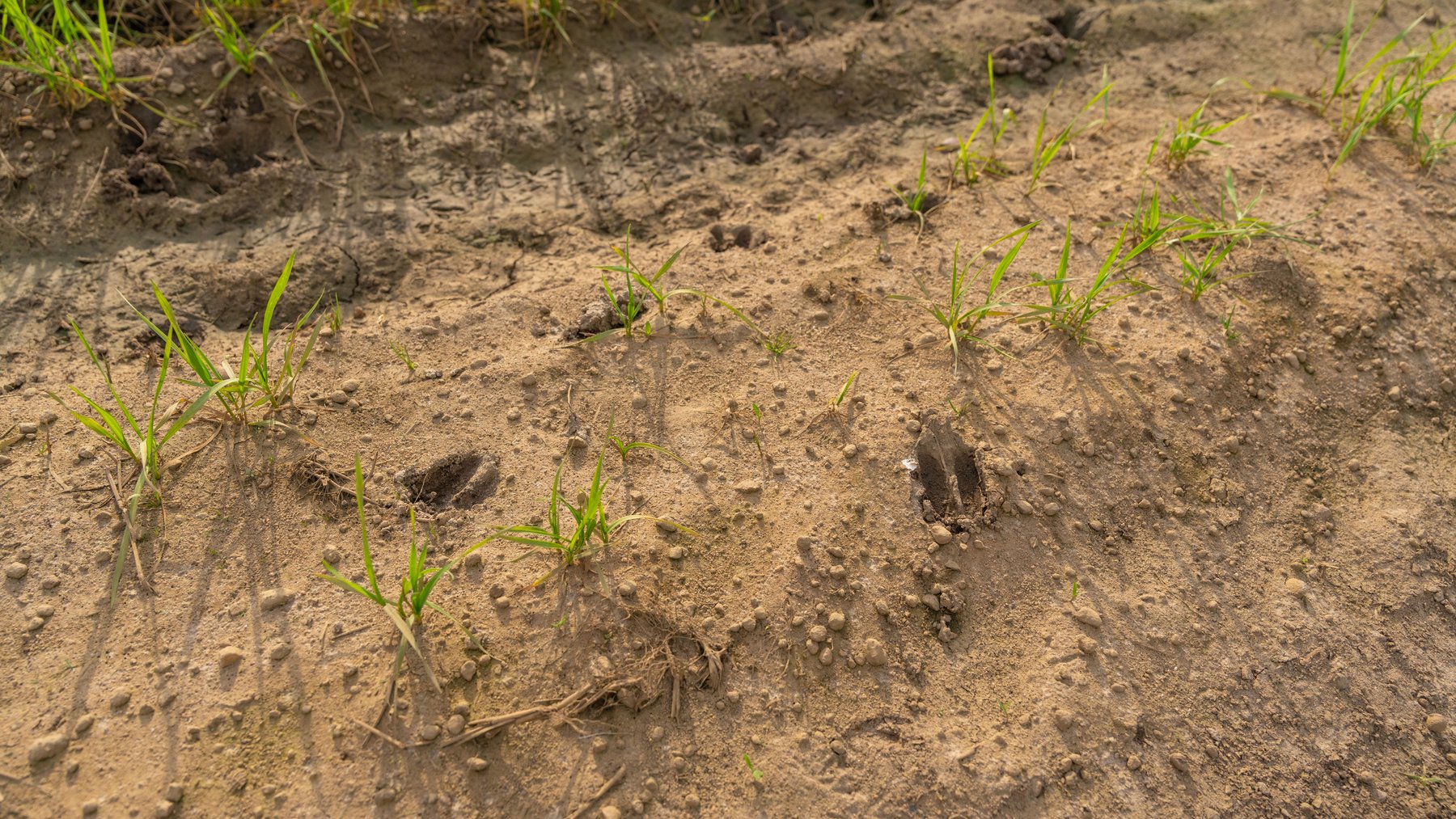 Image for The Graham Farm - 323+/- Acres - Dodge County, Georgia