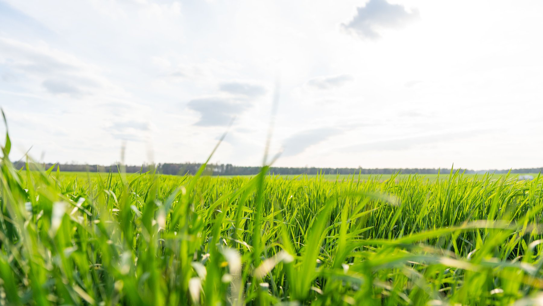 Image for The Graham Farm - 323+/- Acres - Dodge County, Georgia