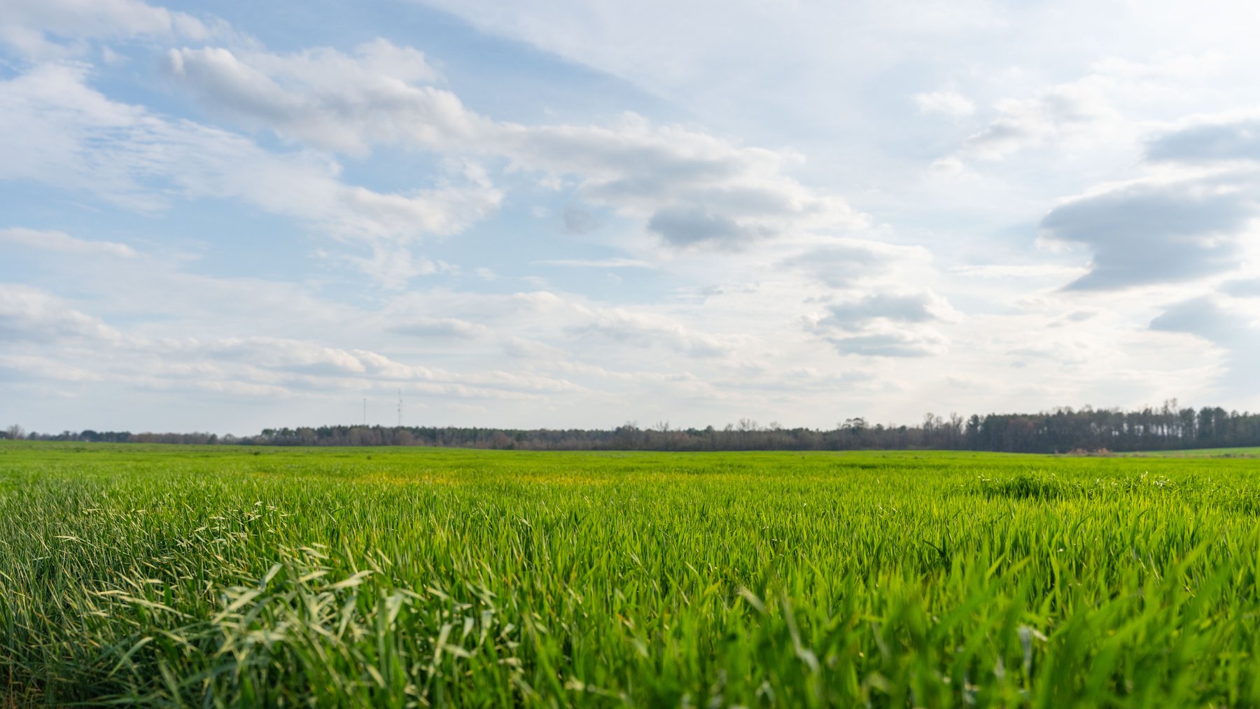 Image for The Graham Farm - 323+/- Acres - Dodge County, Georgia