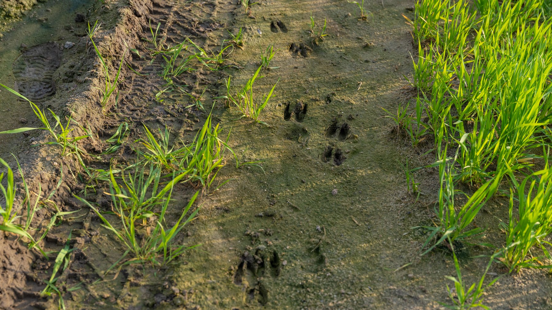 Image for The Graham Farm - 323+/- Acres - Dodge County, Georgia