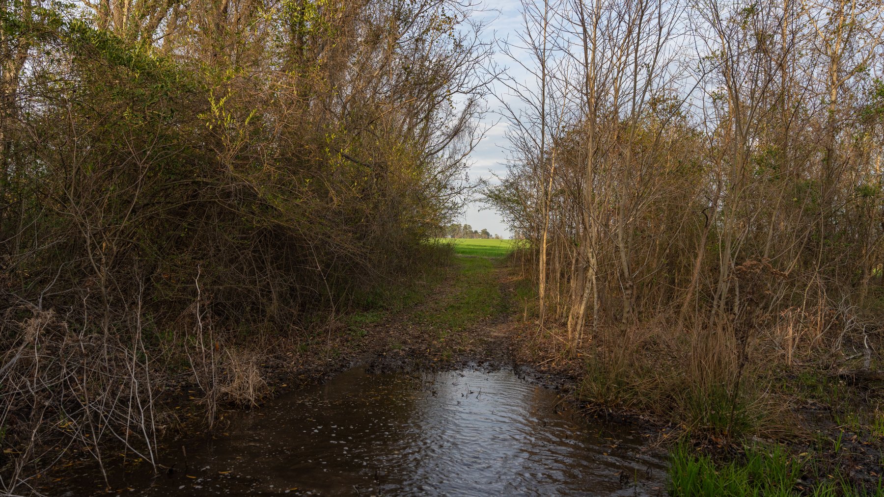 Image for The Graham Farm - 323+/- Acres - Dodge County, Georgia